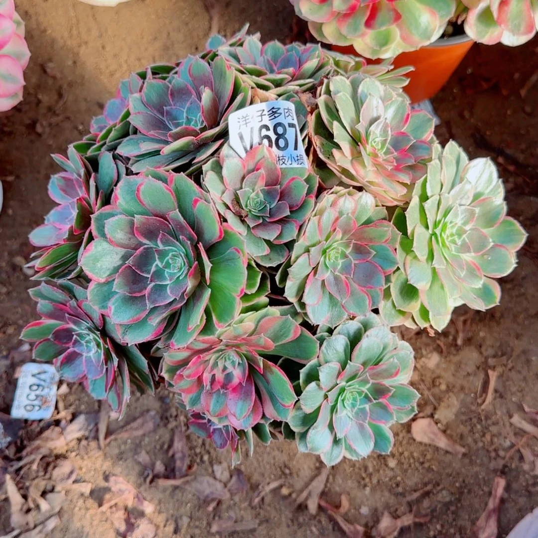 粉花妖发师687冠幅22