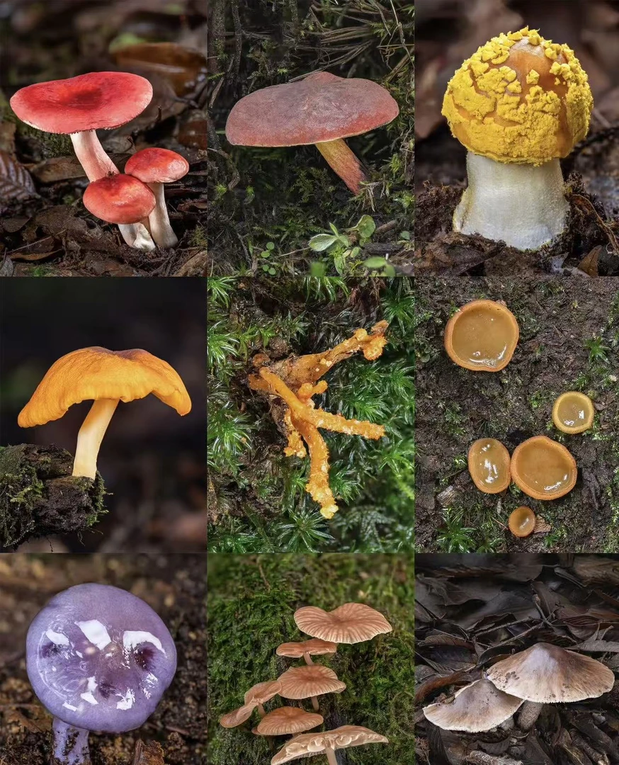 1【土特产牛-0105-H】净含量：10g-200g【阿徐现收】