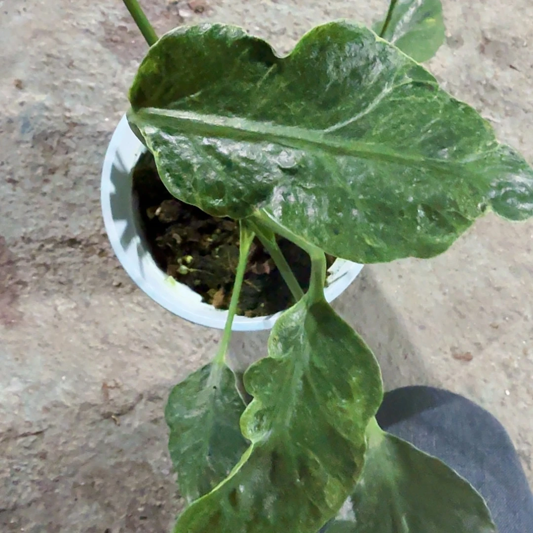 不***间无花朵龟背竹一物一拍