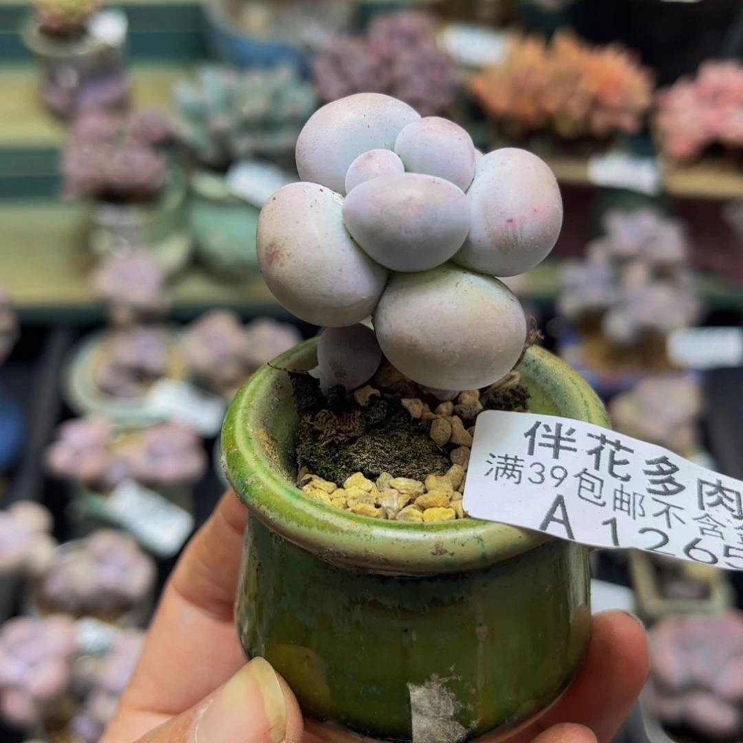 1265芭比奶酪4cm多肉