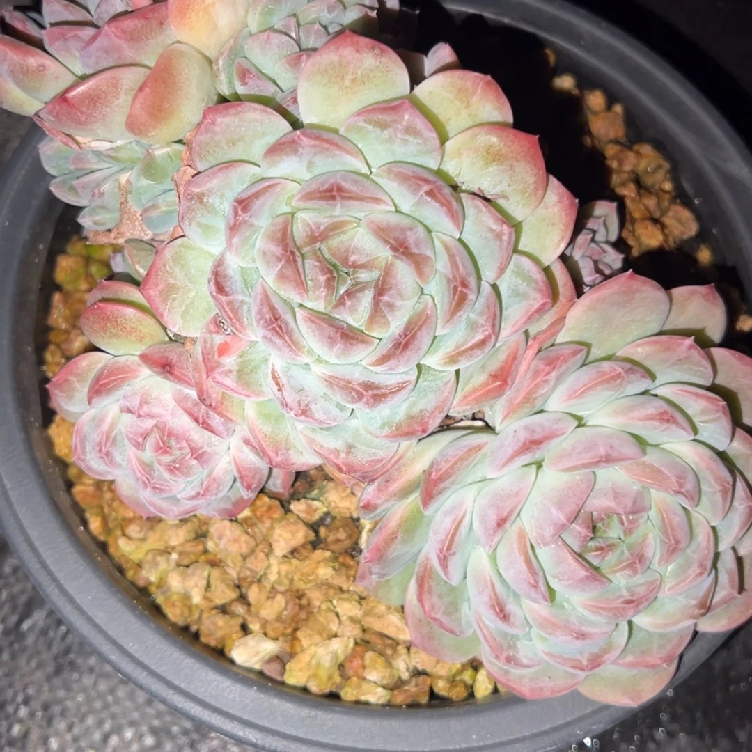 吴***宇杂交个体多肉植物35