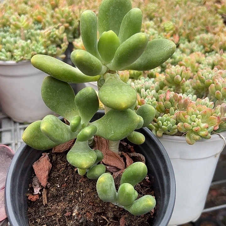 群生芒果奶多肉植物