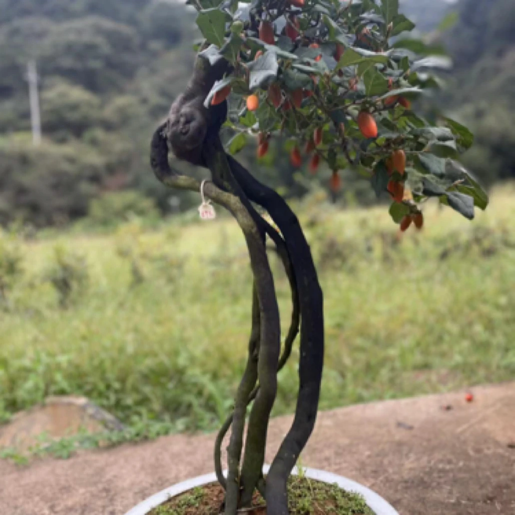 绿植鲜花老鸦柿盆景老桩