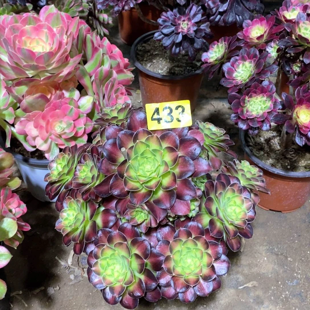 韶华多肉法师433