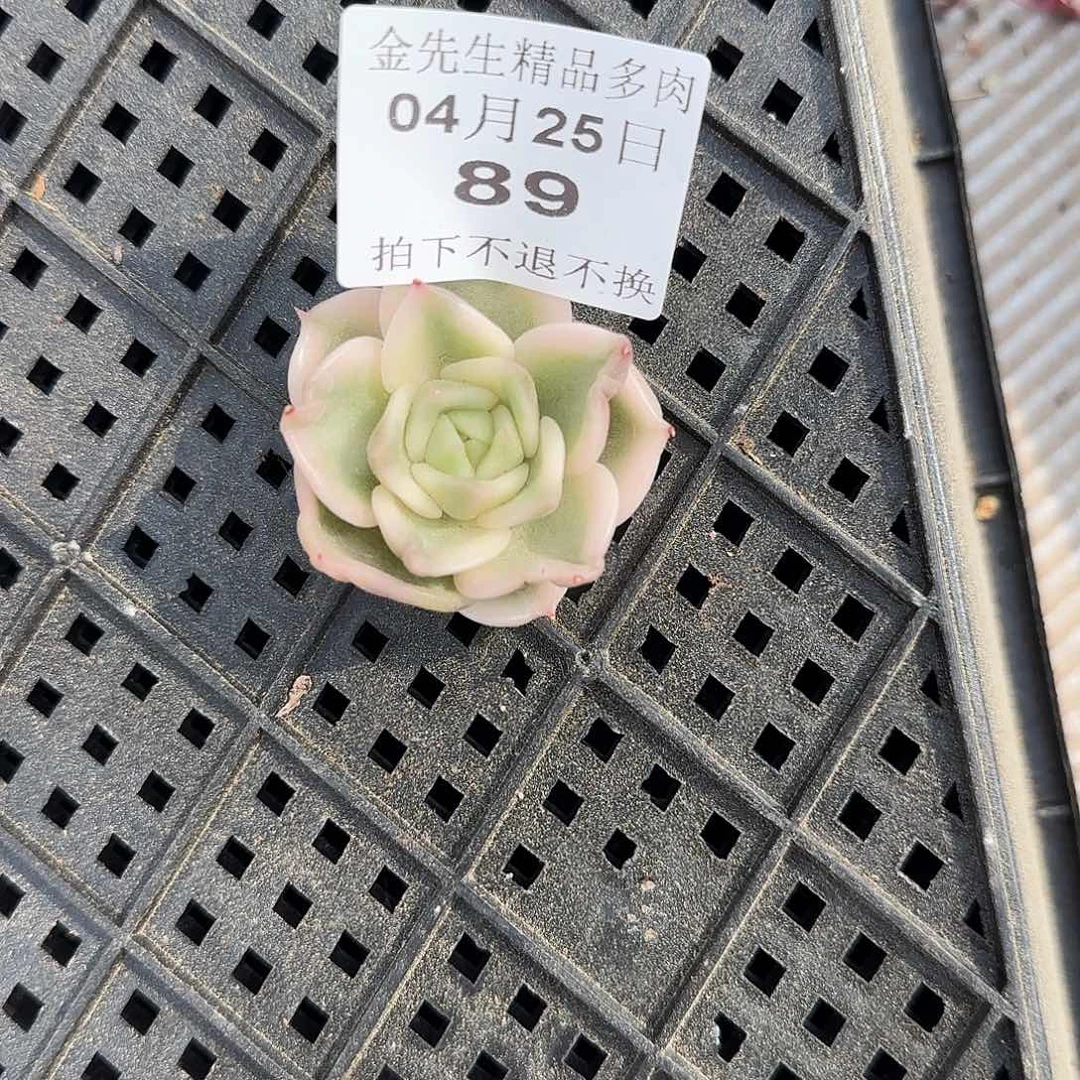 &****白0425-89白玫瑰锦头盖