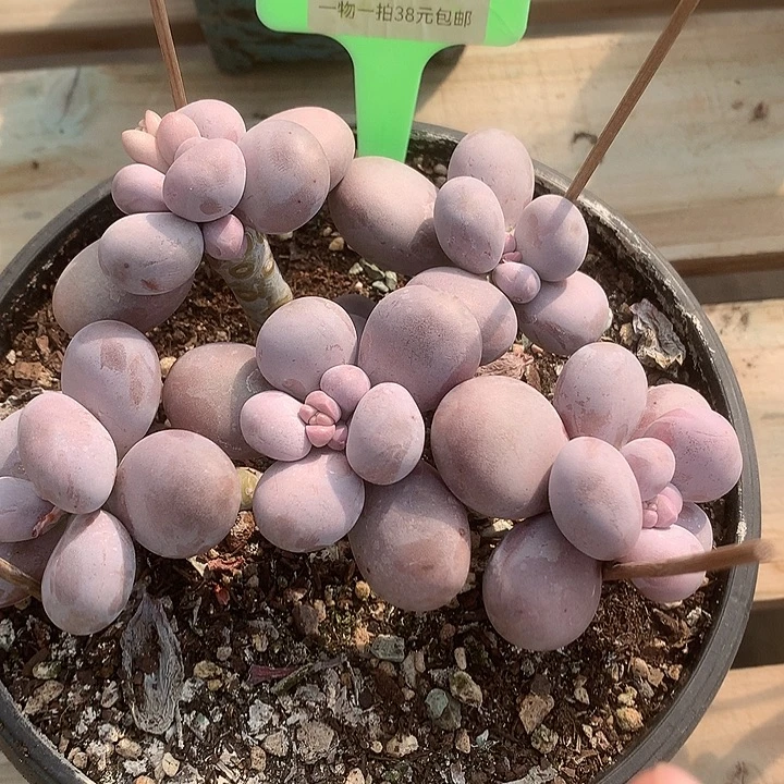 10038凑叔叔卡恩做哦
