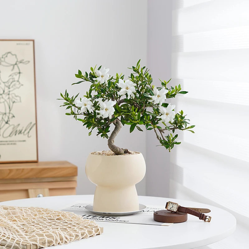造型栀子花盆栽室内桌面茶几好养花卉绿植办公室净化空气老桩植物