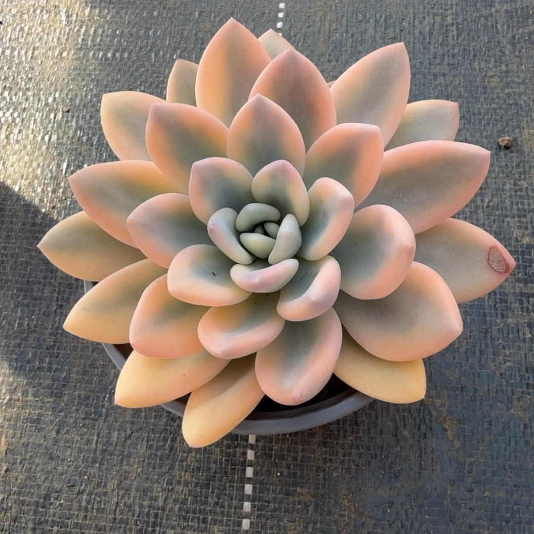 彩色奥普锦锦上园艺一物一拍