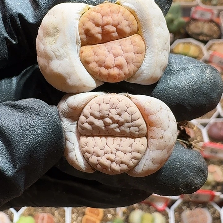 生石花223:：。  87