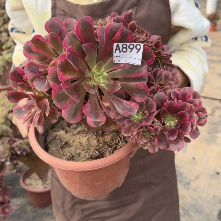 美杜莎法师锦缀化不包损899