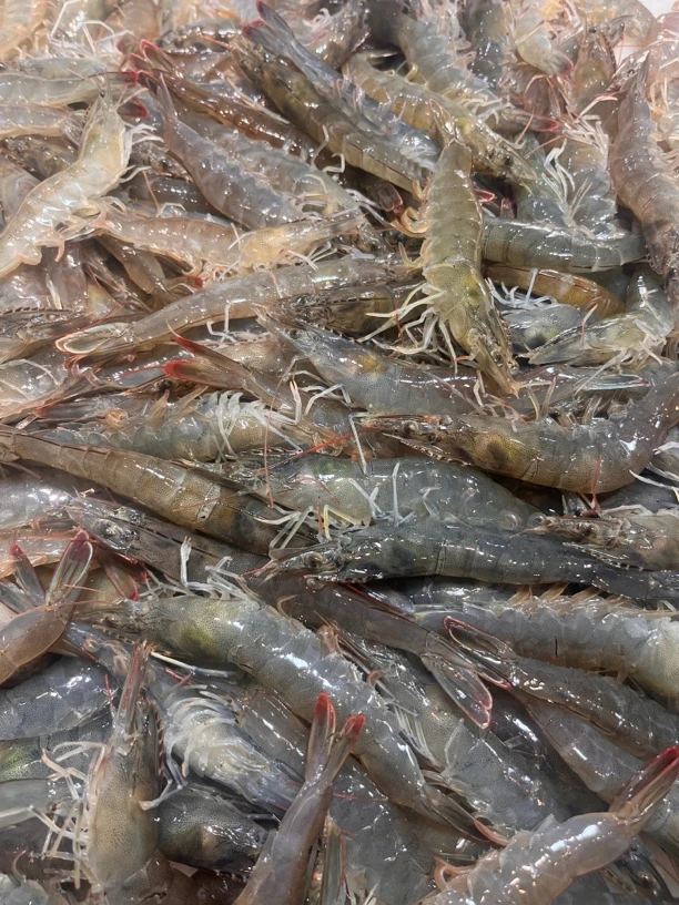 大号明虾，规格25只左右一斤，保鲜不保活