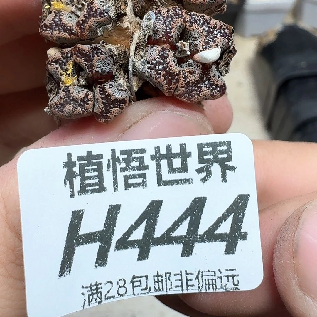多肉植物的润泽地方