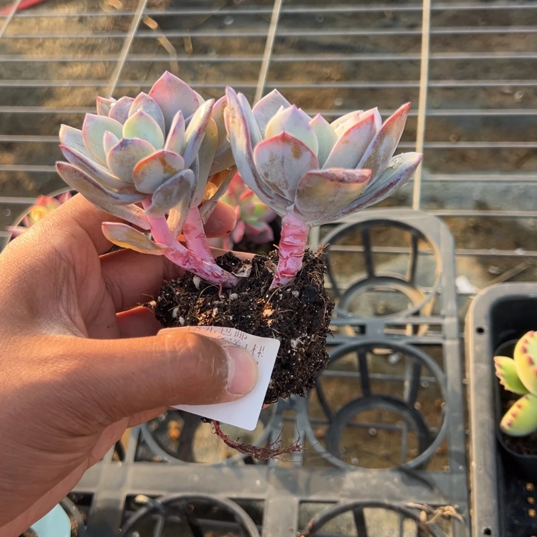 385号三头长腿韩版奶茶一物一拍满18包邮