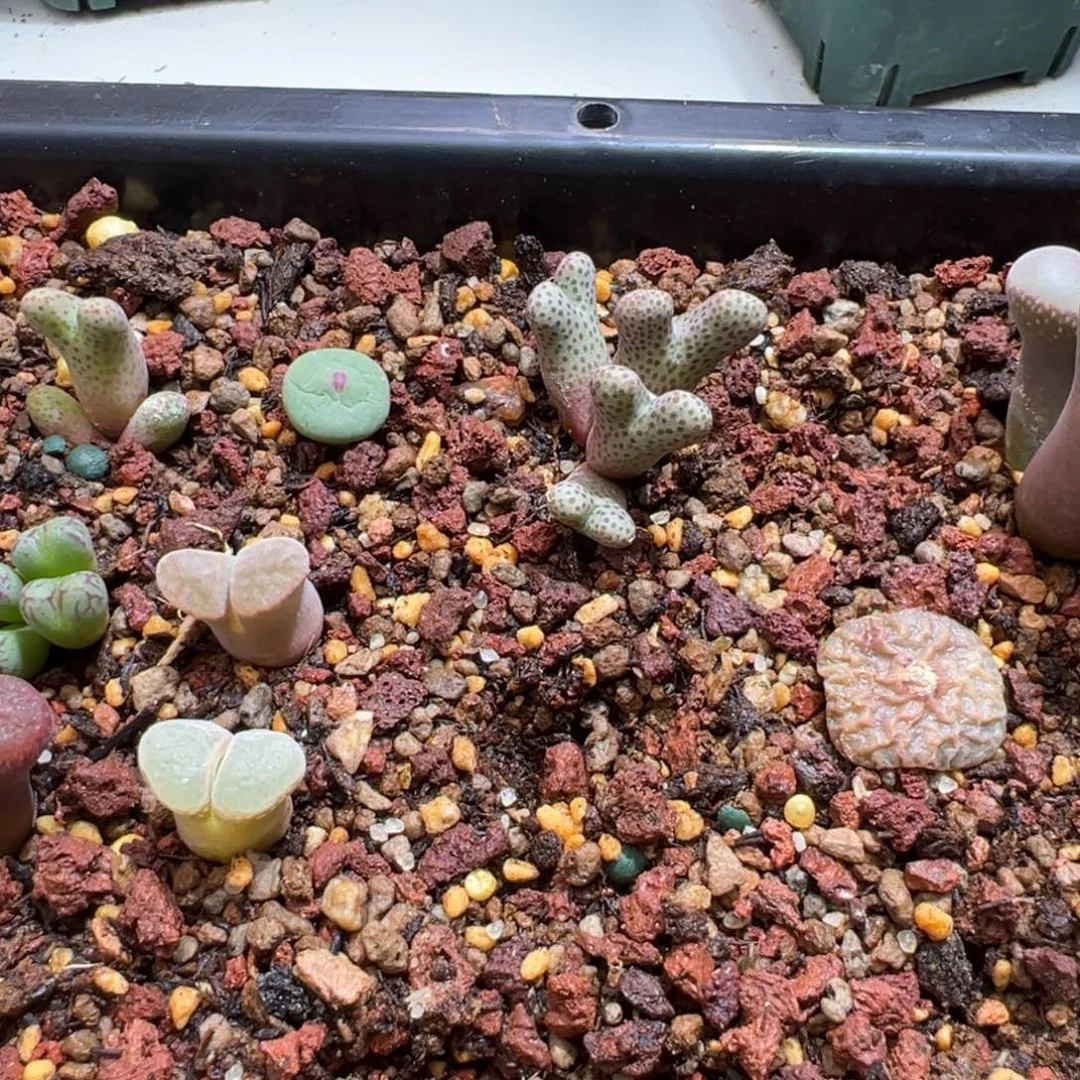 用**宝549。。柏实花园。多肉植物