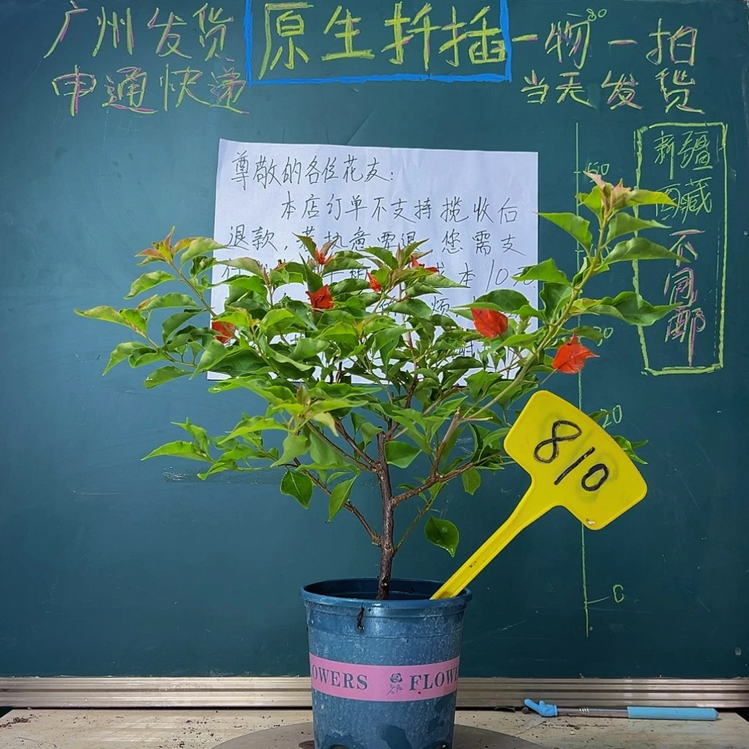 当前无花栽培后可以开花 热火桑巴 810