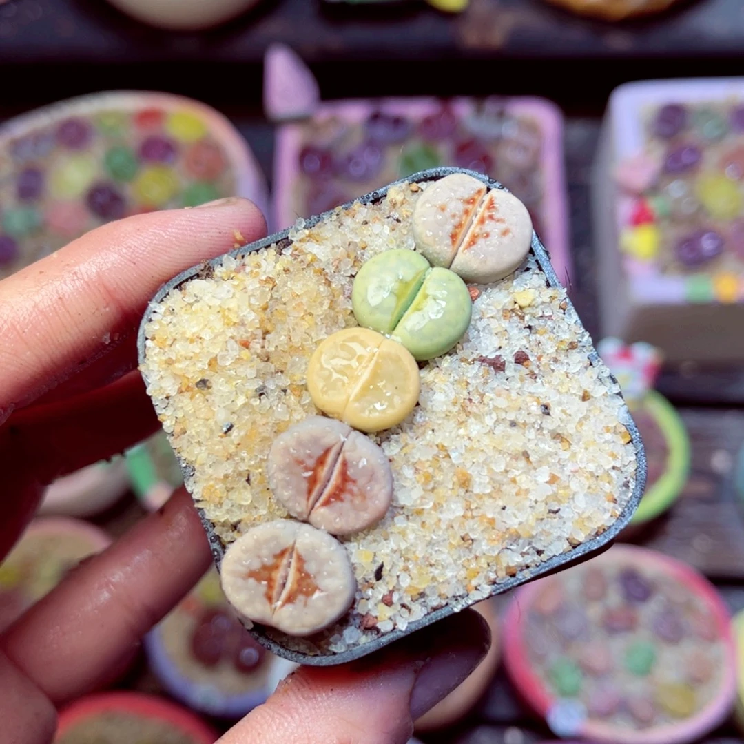 321生石花带盆发11