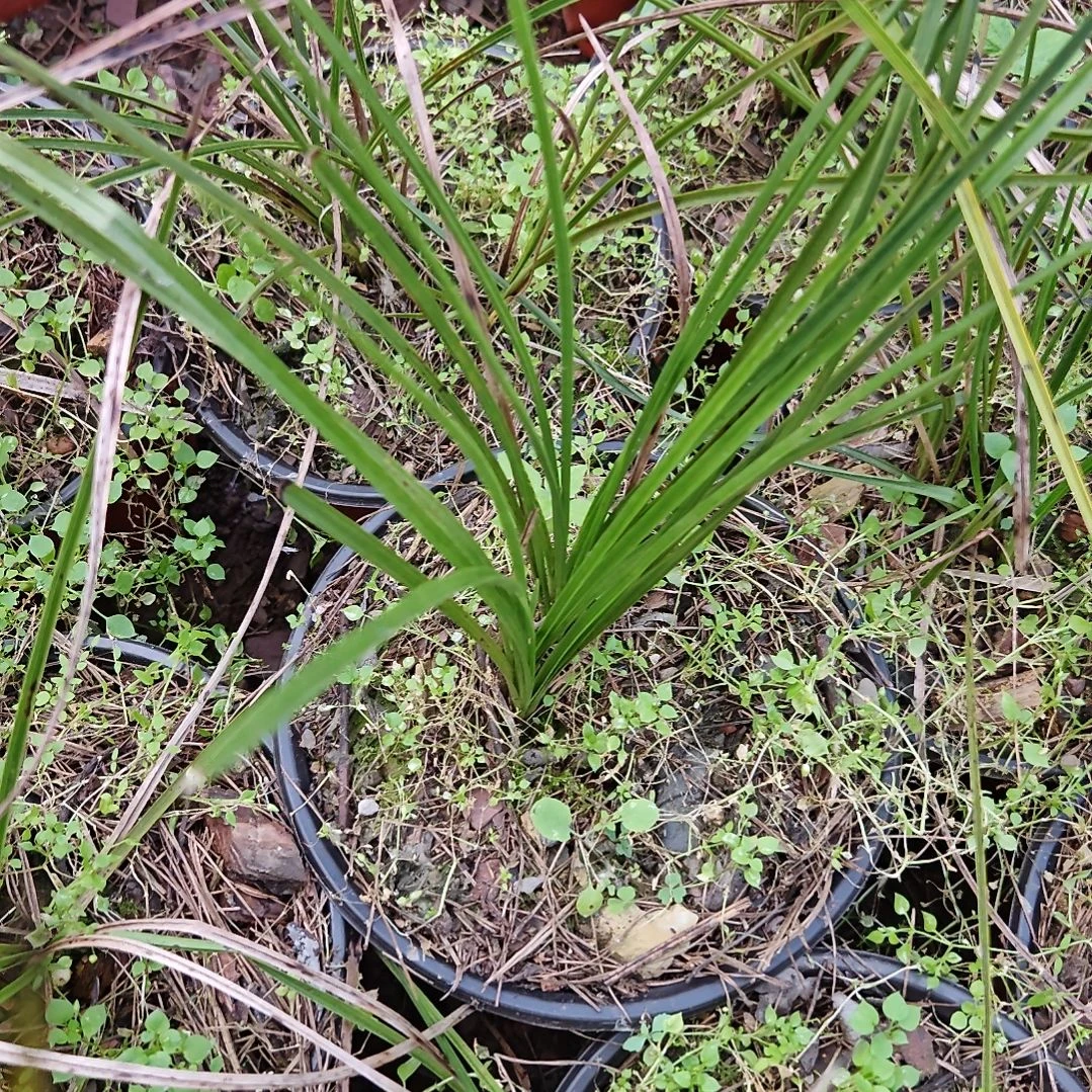 无花朵梅里雪山自然养殖蕙兰