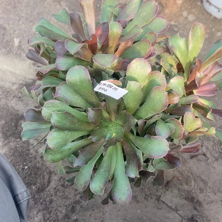 流星雨多肉植物396