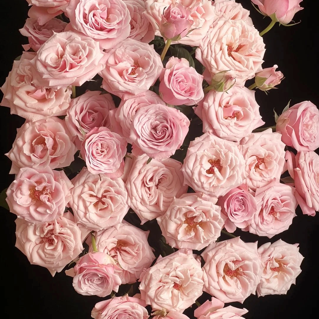 【云南花之物语】姆齐娅小姐多头玫瑰 包邮