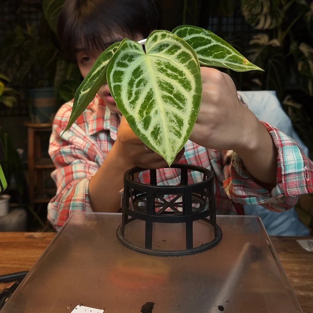 完全开放L64银色面纱杂黑底撕裂纹