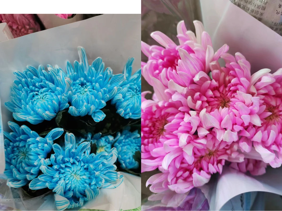 牡丹菊姐妹安娜菊吸色花 5支花期特别长鲜花云南