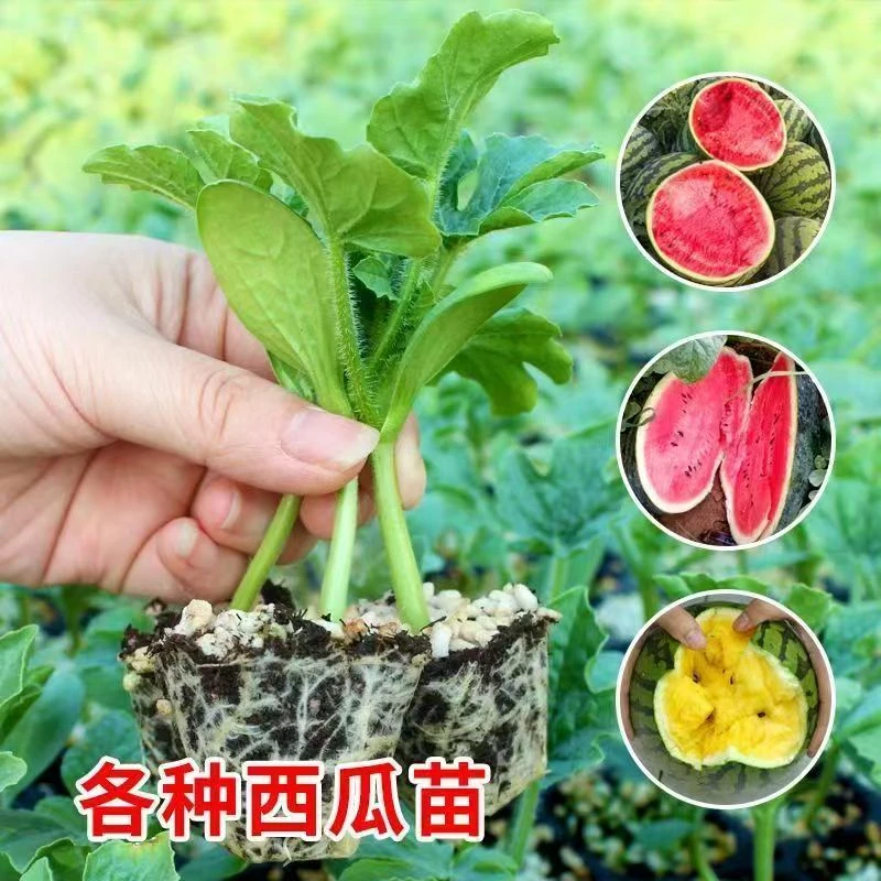 西瓜秧苗大全8424西瓜苗麒麟西瓜苗甜王西瓜苗四季阳台庭院种植苗