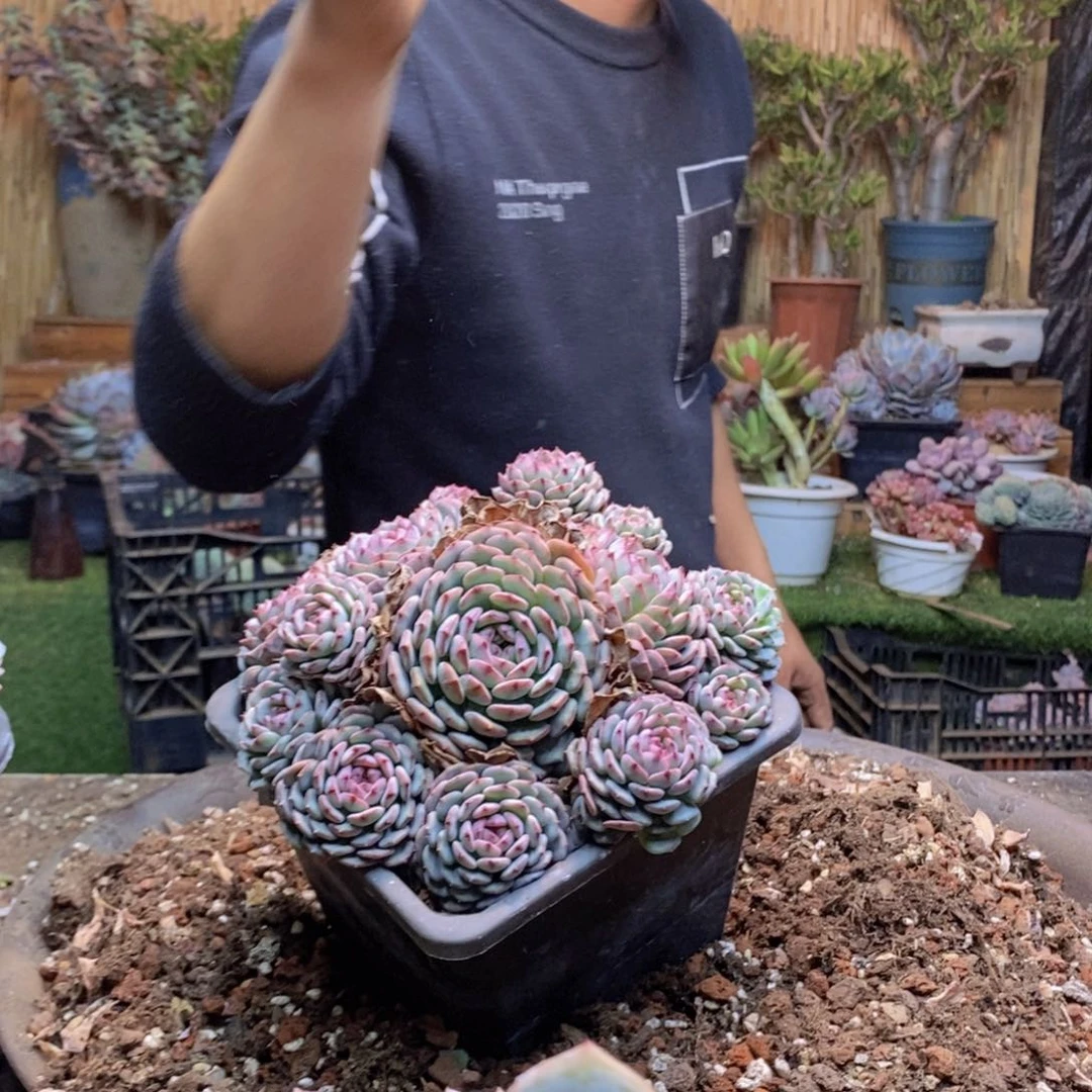 宗*395号白胖多肉