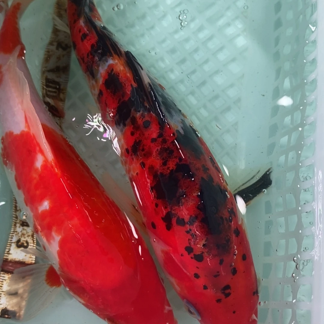 锦鲤冷水锦鲤包邮