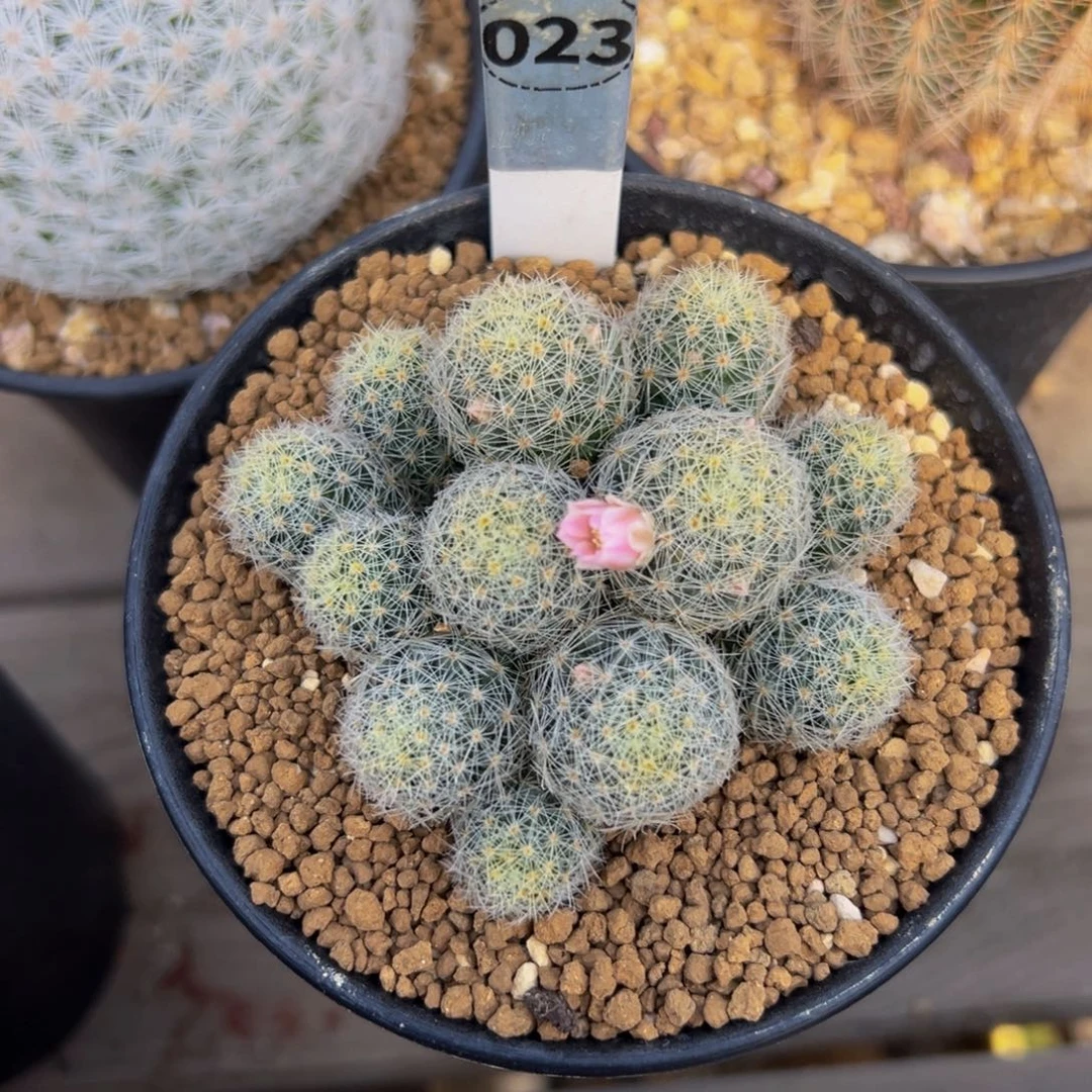 吉赛尔多肉植物带盆土023