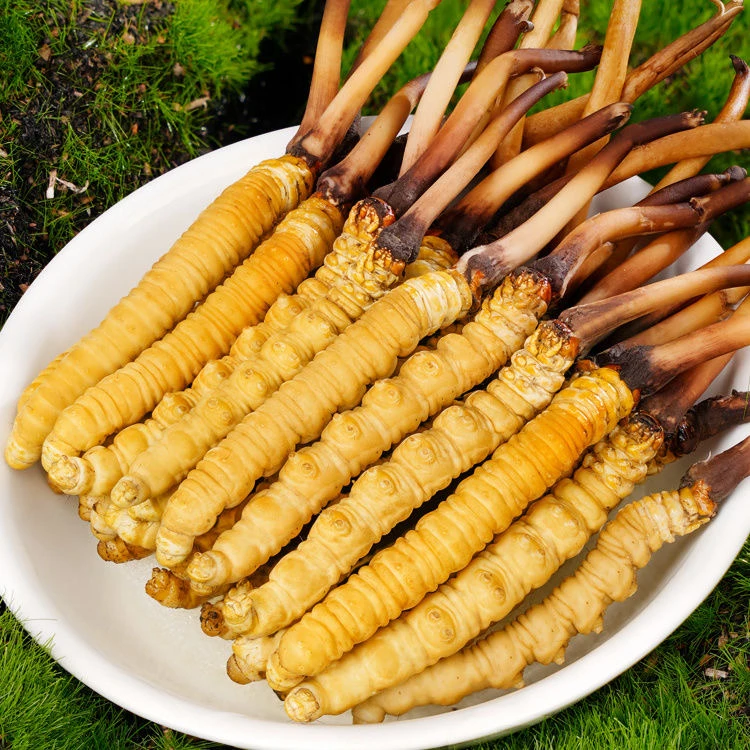 （0.4克-0.6克/根）2025年头期鲜虫草/藏区新鲜冬虫夏草滋补佳品