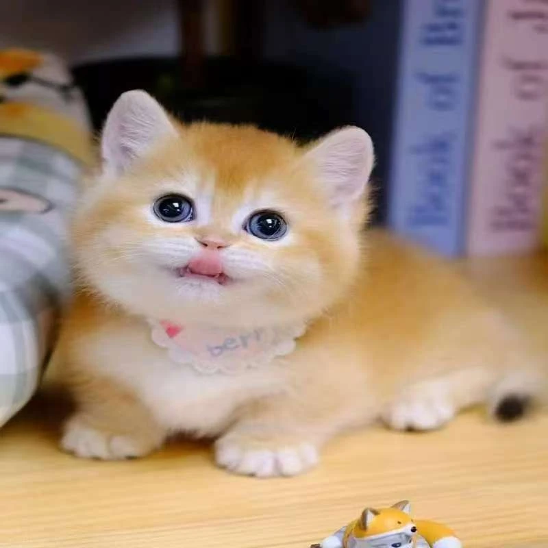 新【洋哥萌宠】全品种精品猫猫活体猫-LHQ-A003
