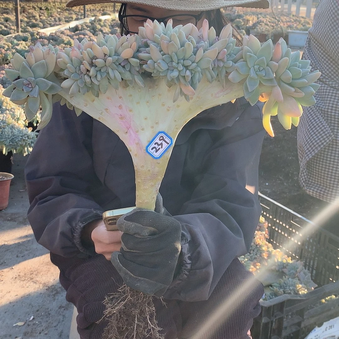 239 淡雪缀 一物一拍