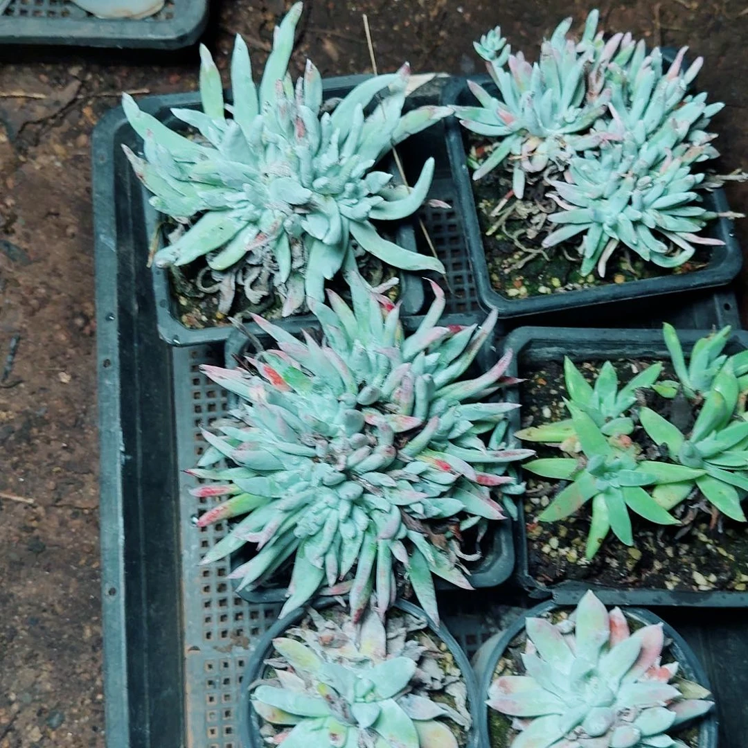 1417瑕疵六课多肉