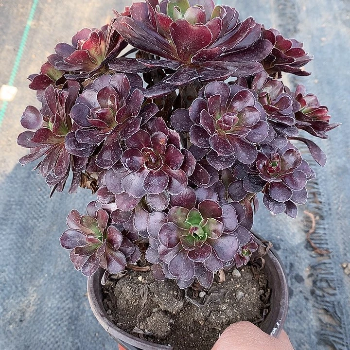 622圆叶黑多肉植物
