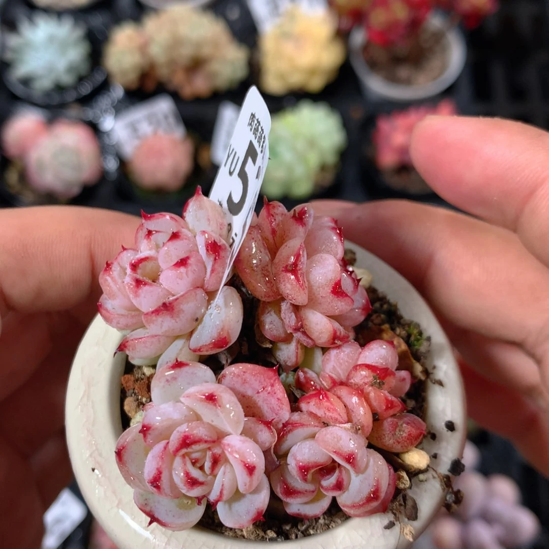 5CM拇指盆精控多肉YU525