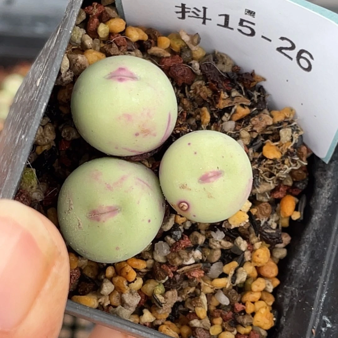 5***915-26肉锥多肉植物
