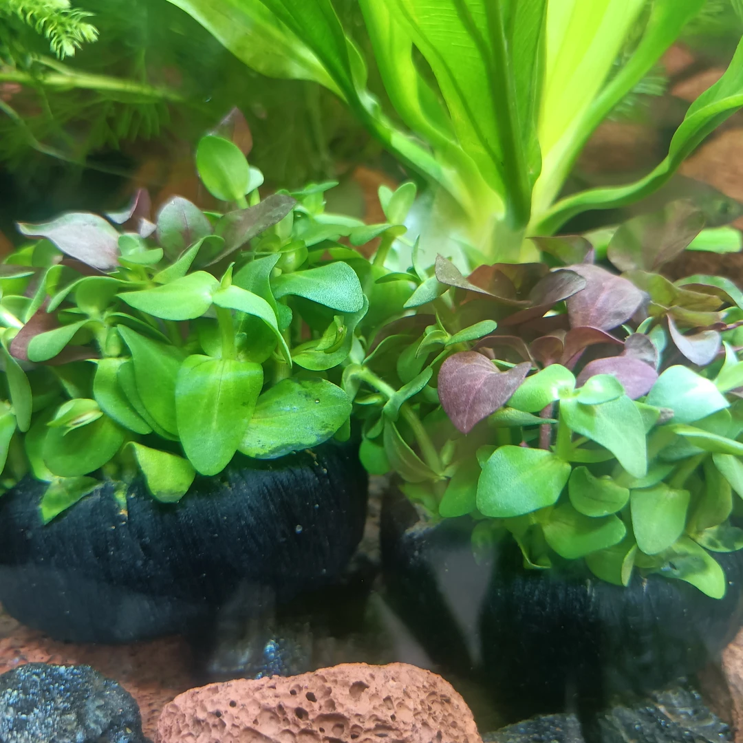【红绿坨】新手坨草水草套餐组合热带鱼懒人孔雀鱼绿菊植物懒人沉底