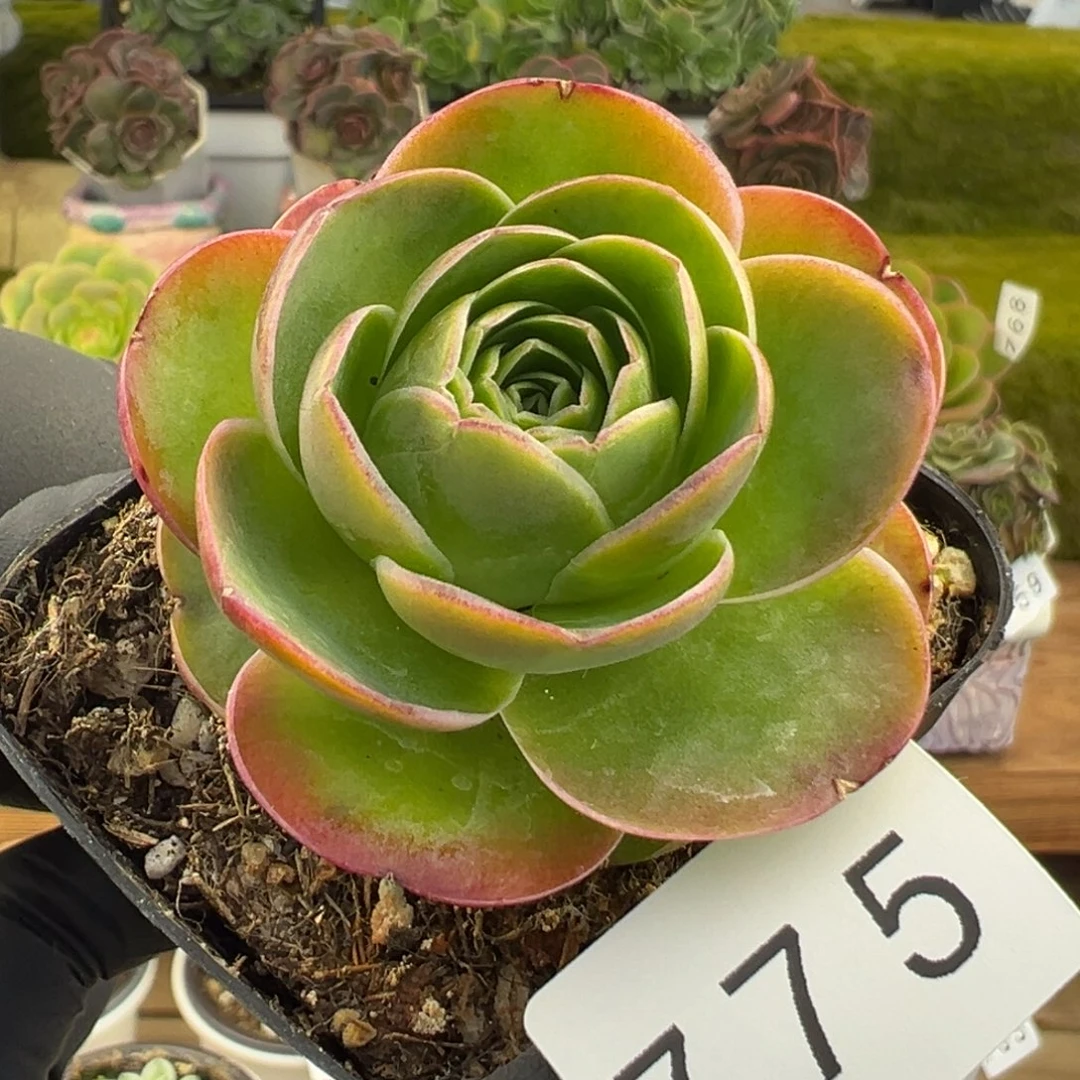 775橘色勺叶优选5厘米