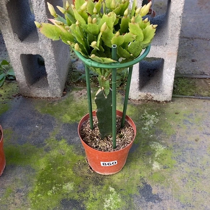 大部分花苞少量开放?**啡860嫁接雅思