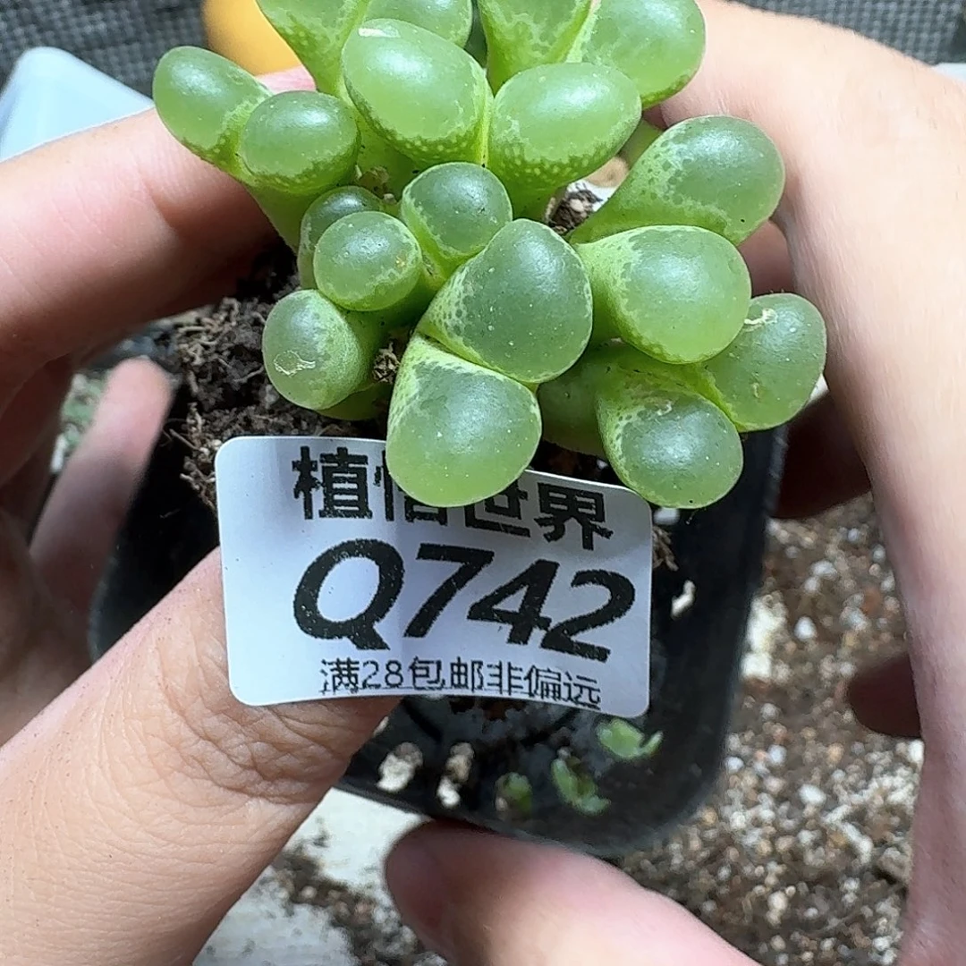 多肉植物的润泽吃ff