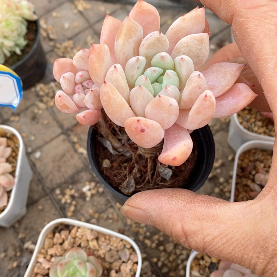 精品多肉一物一拍不包整575