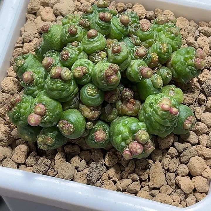 2高砂一点红555588888