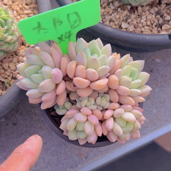 健健康康平平安安