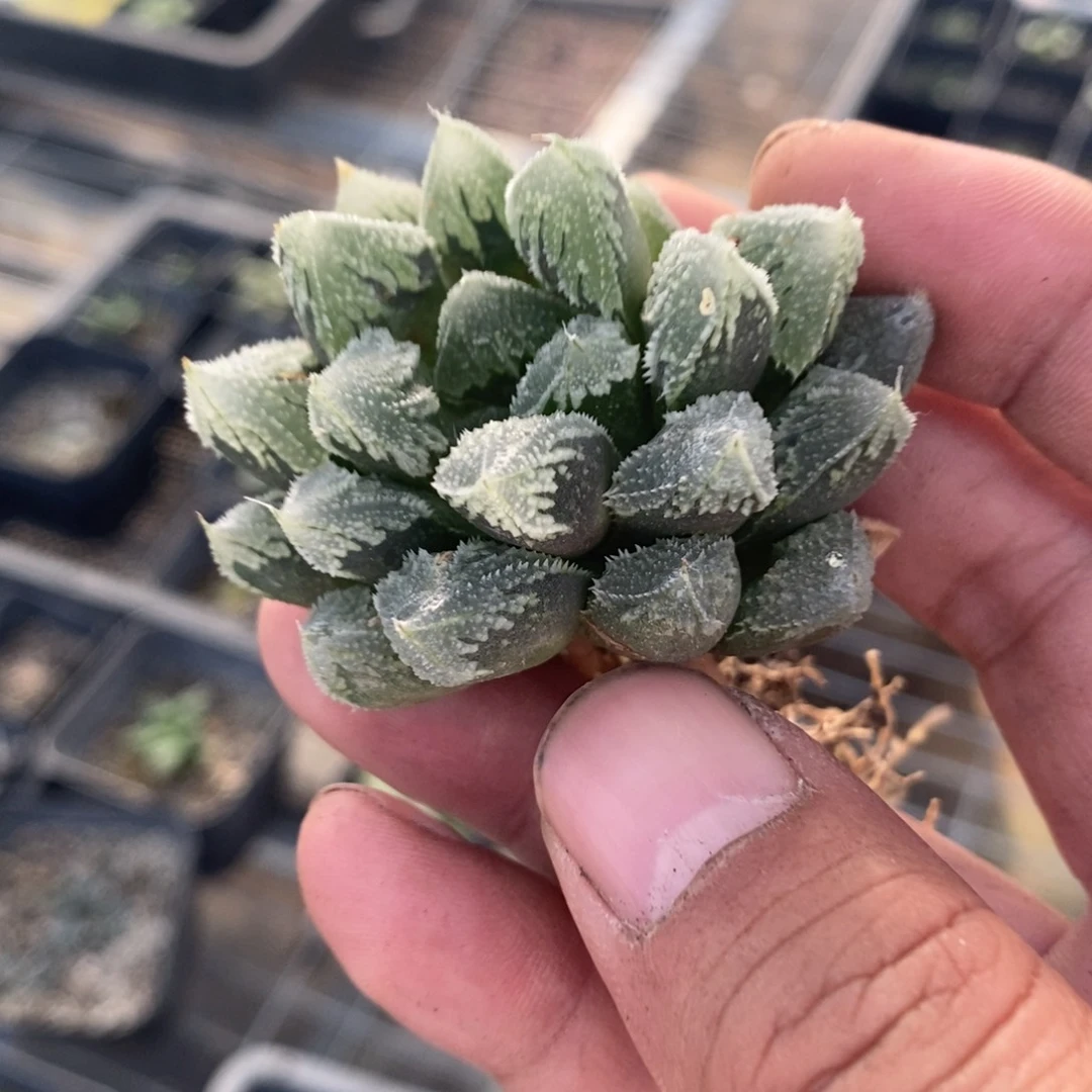 3021 一颗超大白帝城 中秋福利