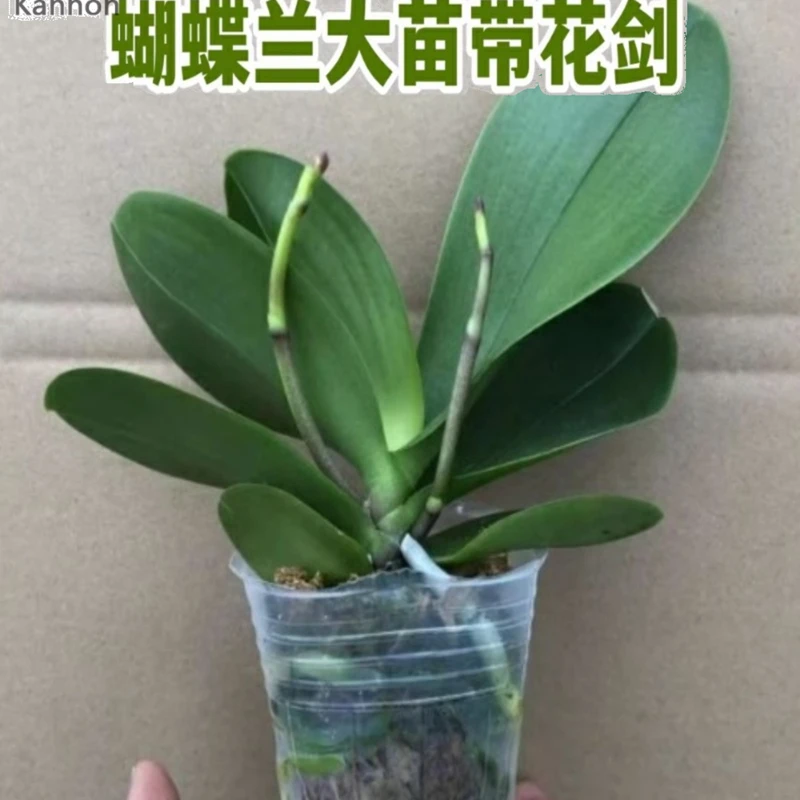蝴蝶兰带花苞花剑大苗兰花盆栽绿植物室内客厅开花不断好养活