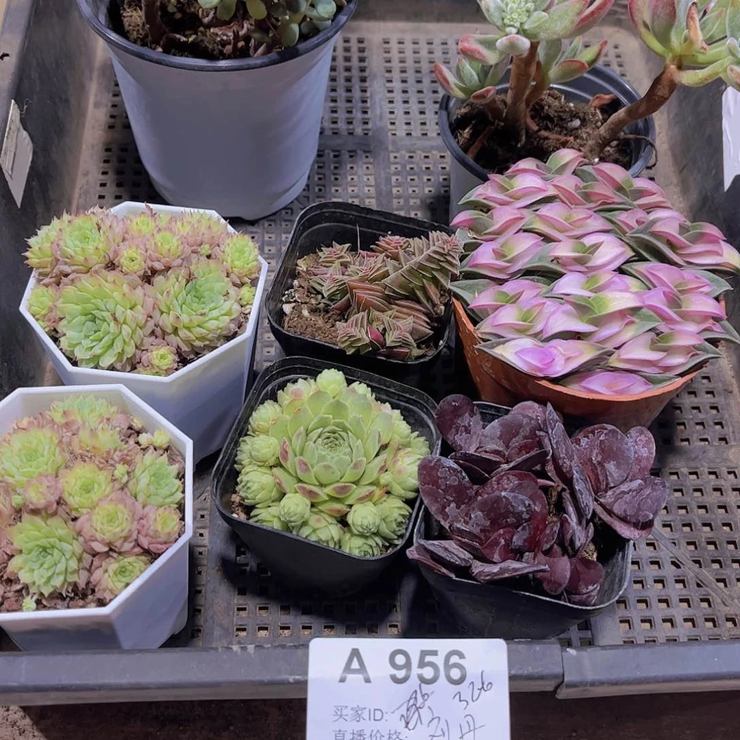 多肉956多肉植物