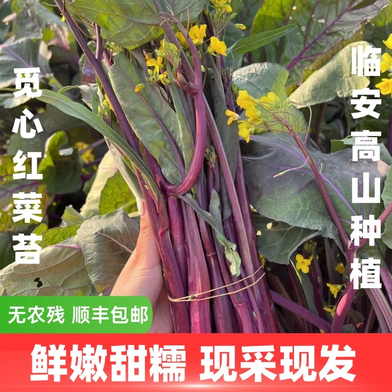 【觅心农场】生态自然放心蔬菜红菜苔紫菜心