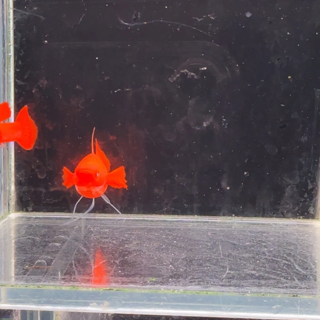 孔雀鱼鸿运当头双份水缎带1对