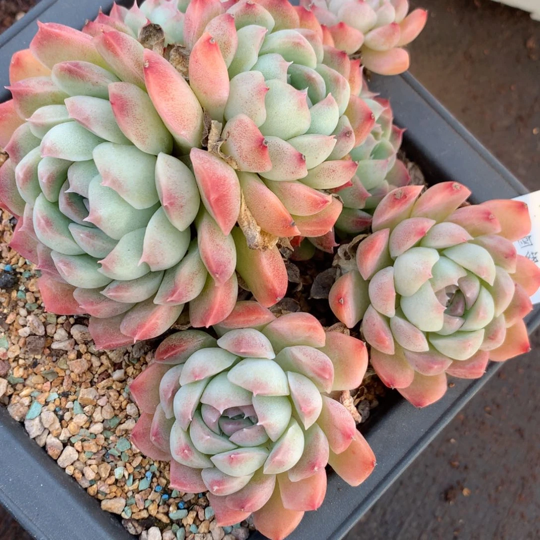 4611杂交精品基地14厘米