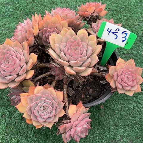 4玛格带盆一个多肉植物